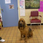 Chien de chasse postant pour la photo.